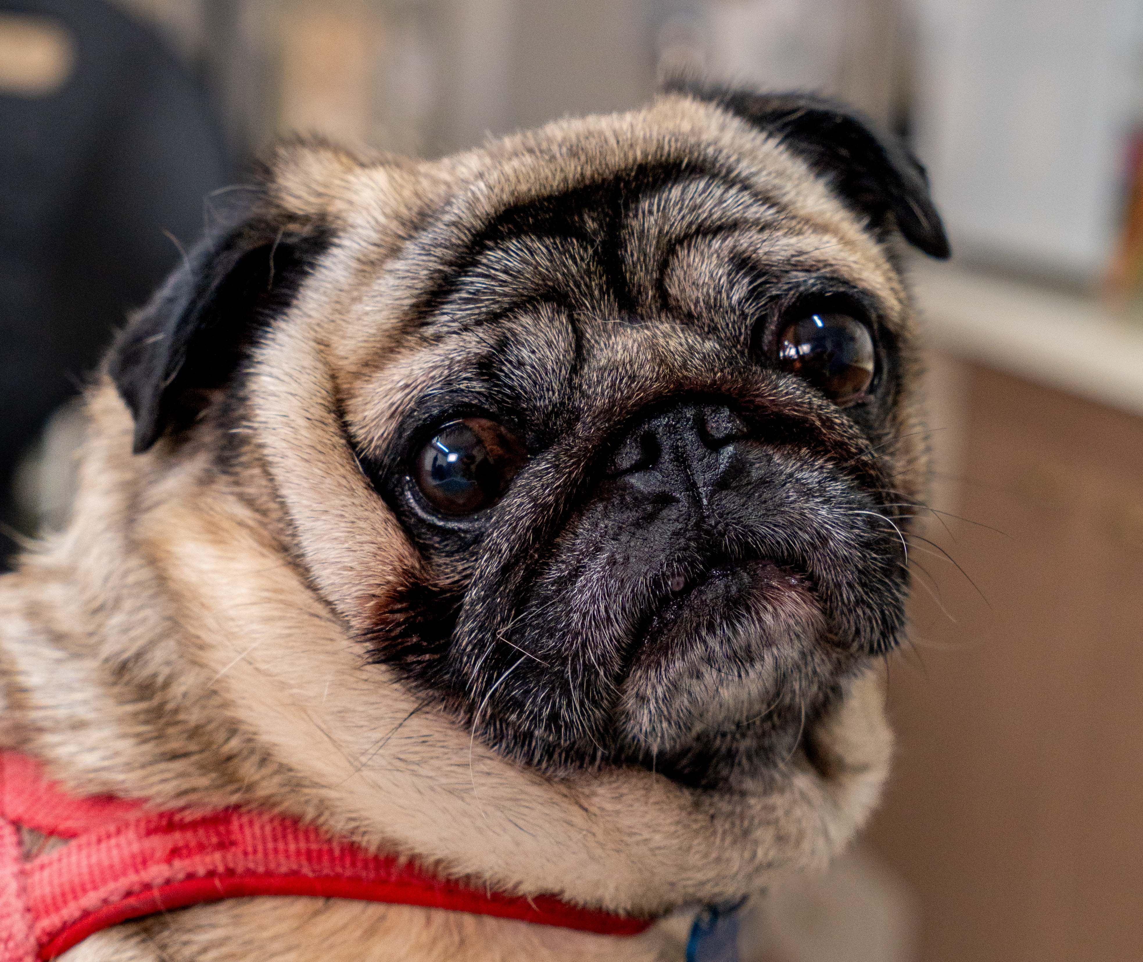 Εικόνα για υπέρηχοι