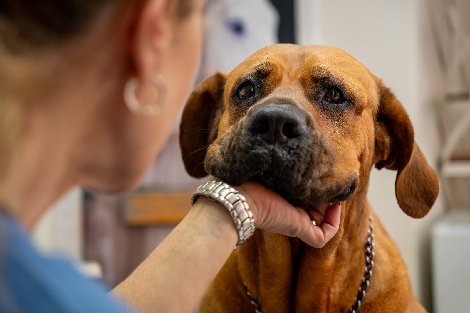 Φωτογραφία σκύλου στο κτηνιατρείο της Εύης Κελεπούρη
