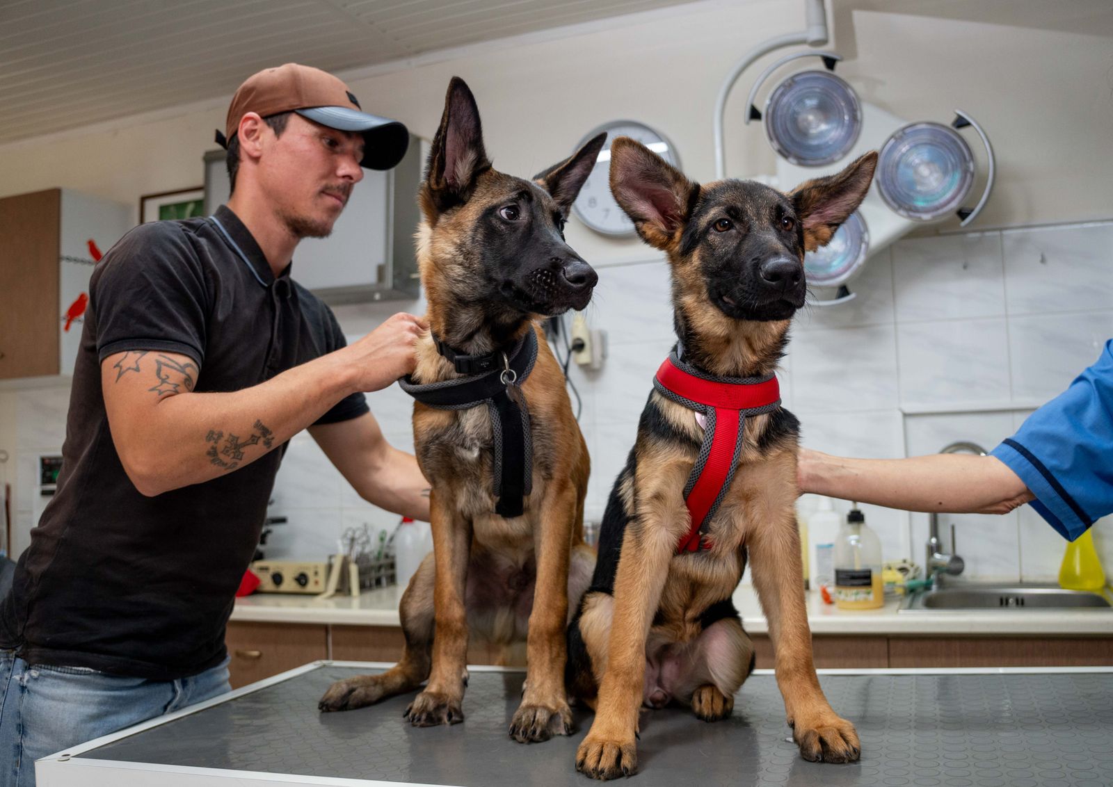 Δύο σκυλάκια την ώρα της εξέτασης στο κτηνιατρείο