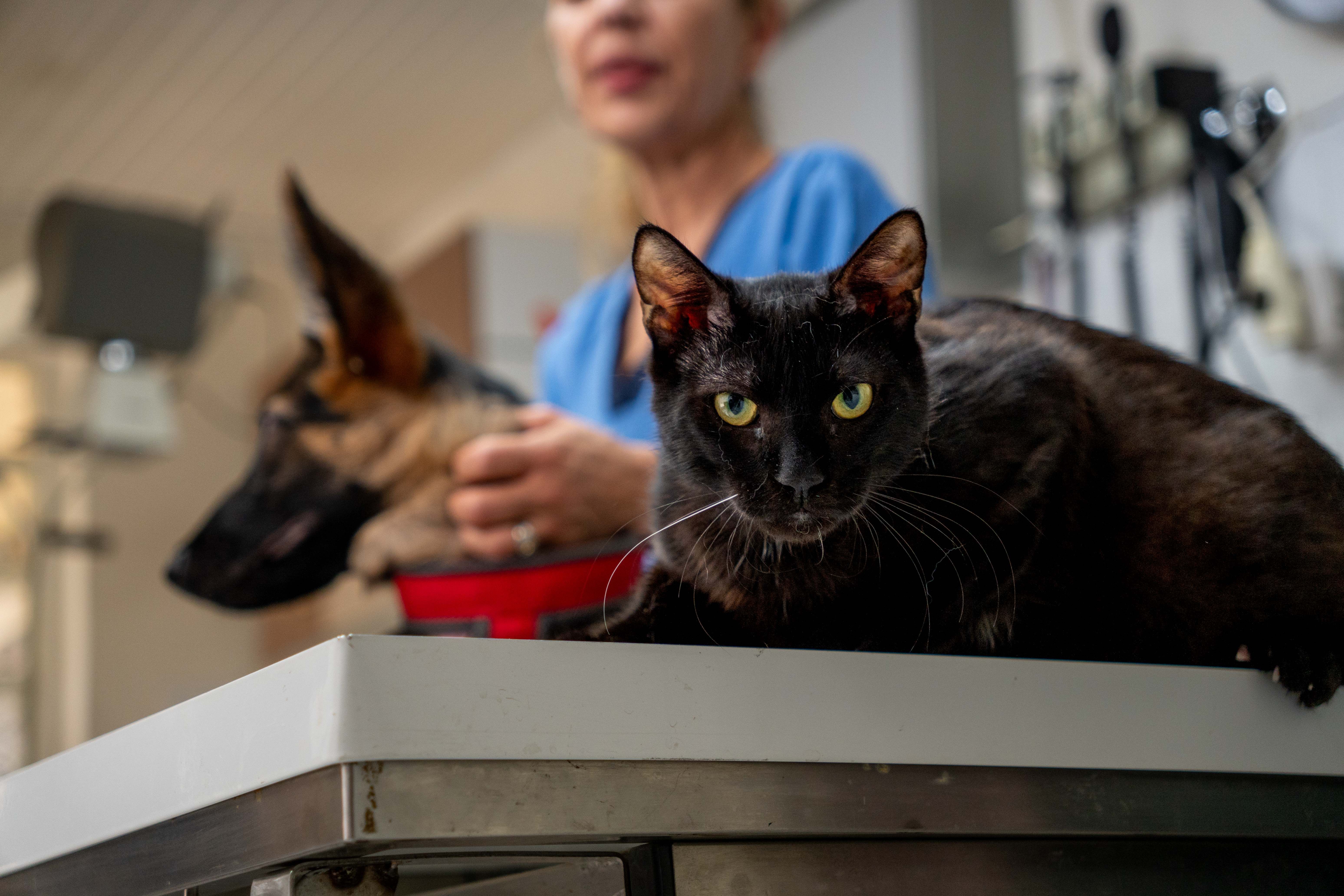 Εικόνα για στειρώσεις