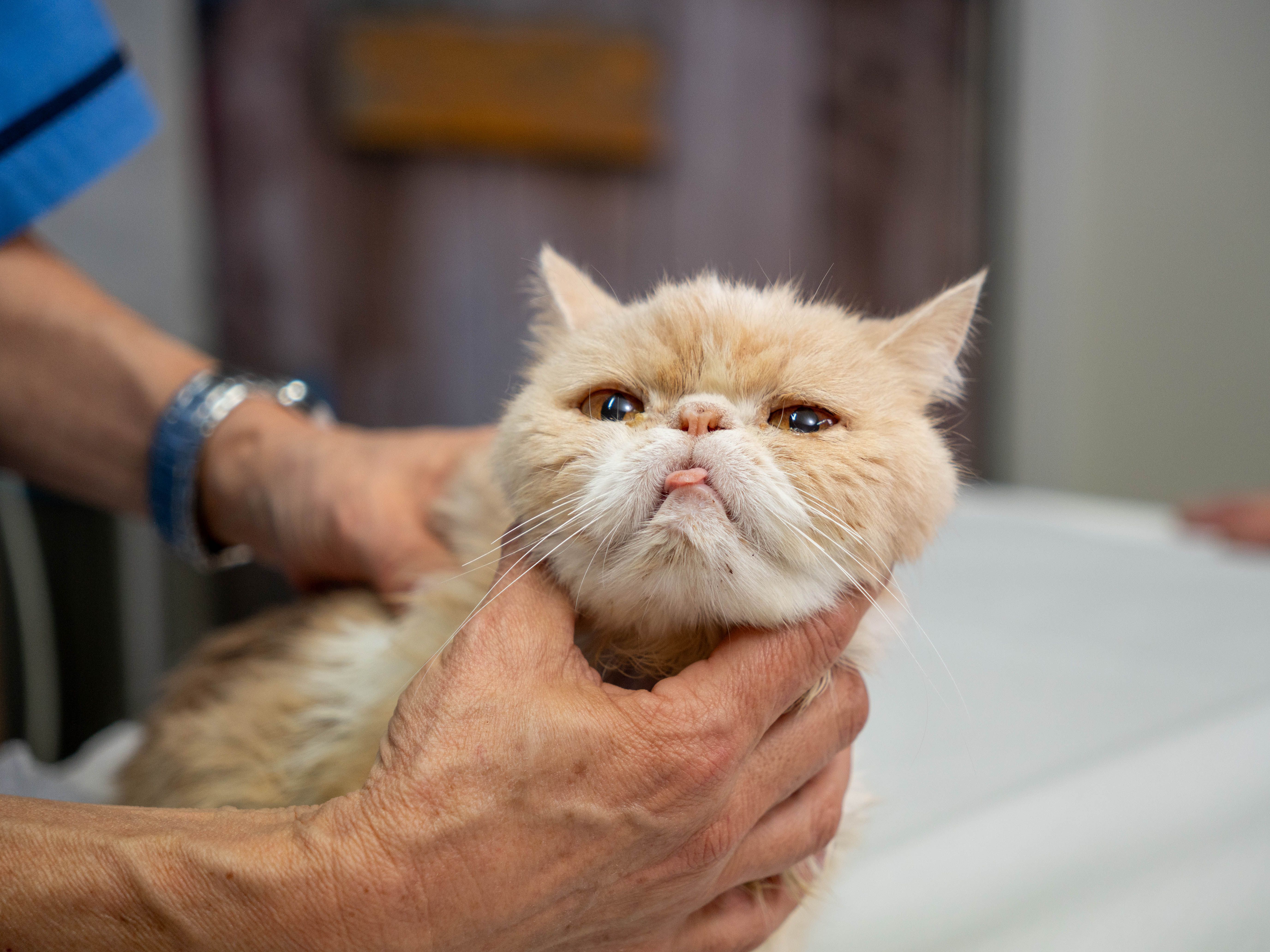 Εικόνα για γηριατρική