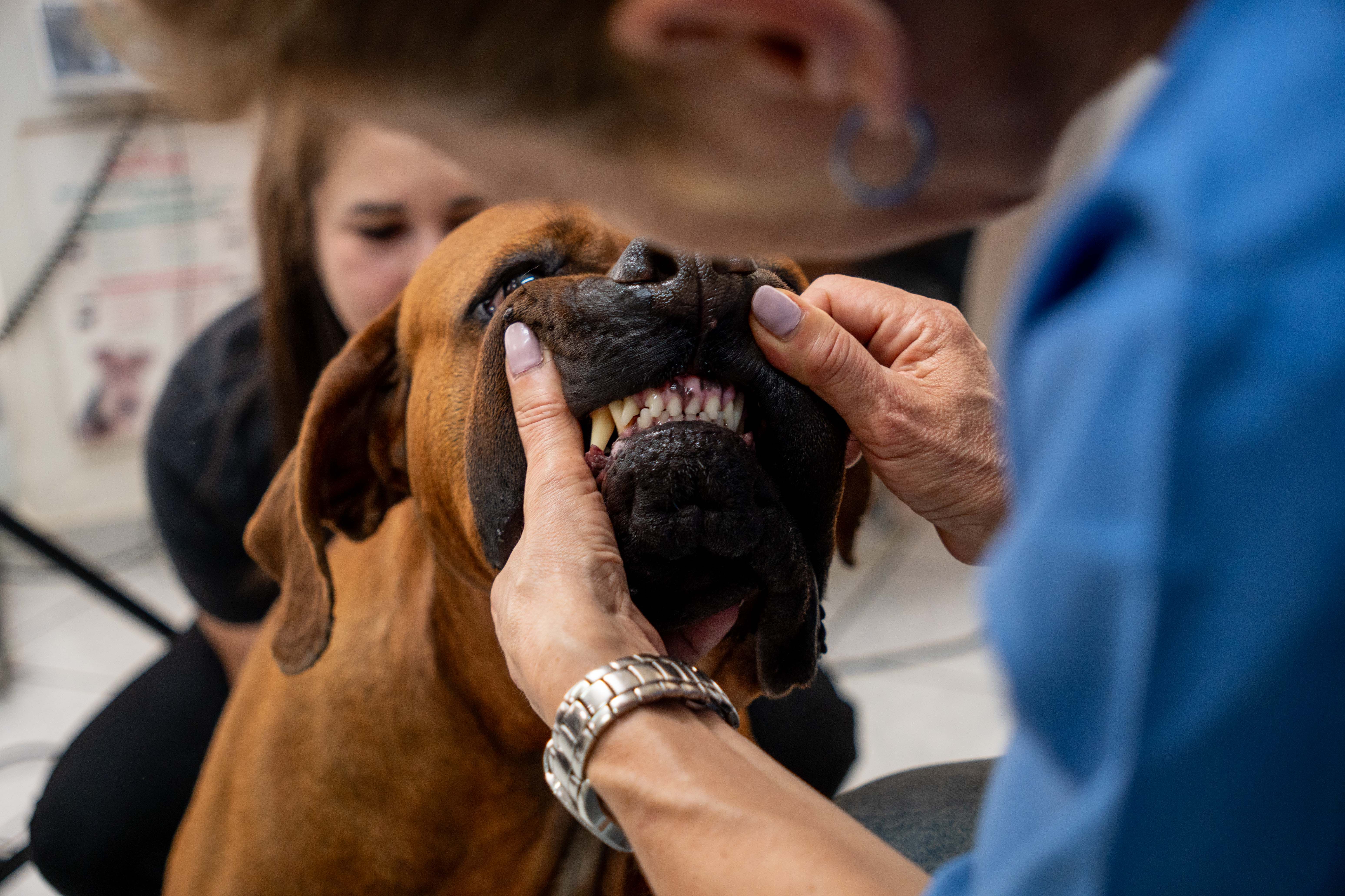 Εικόνα για οδοντιατρικό τμήμα