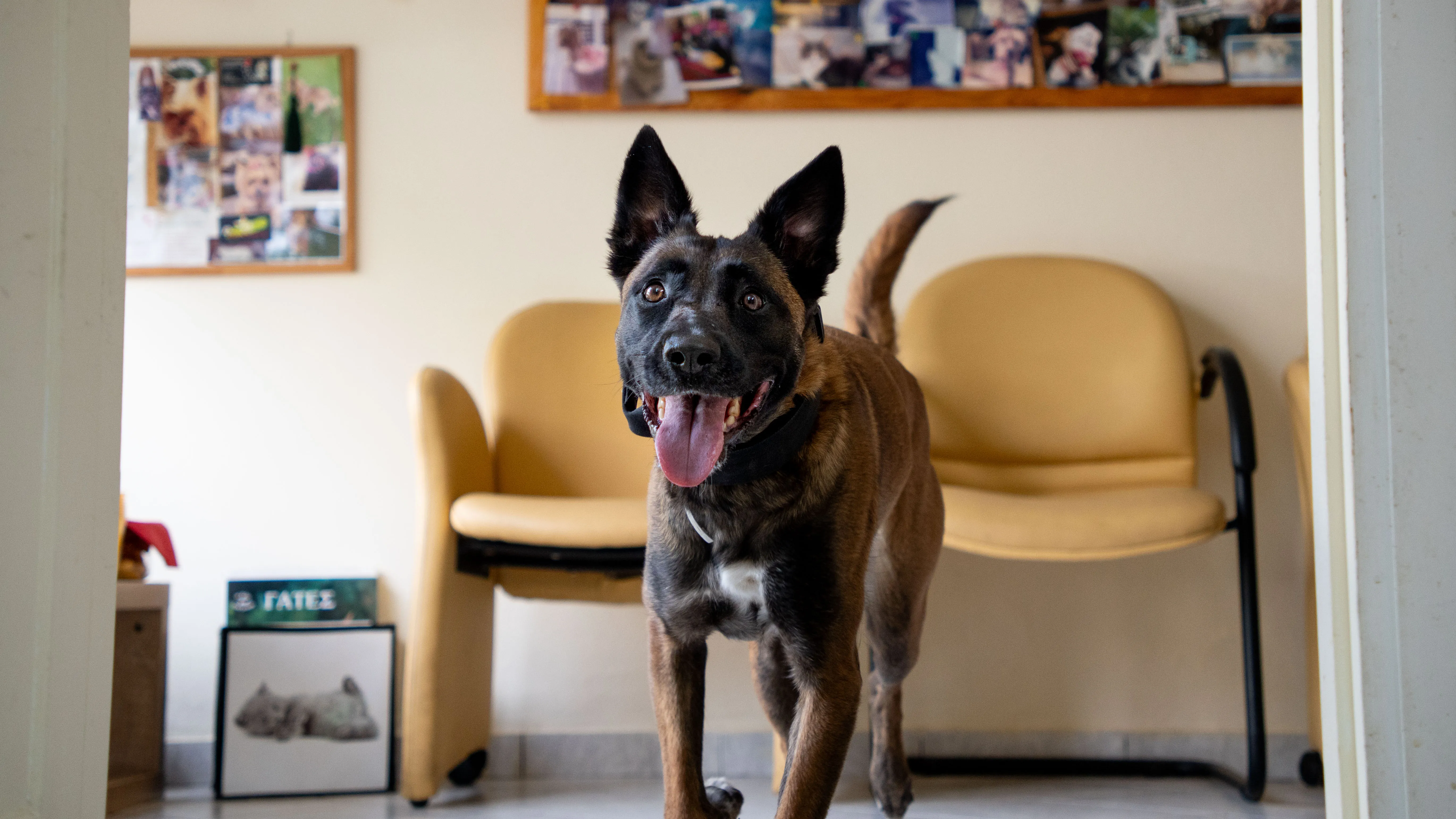 Φωτογραφία σκύλου στο κτηνιατρείο της Εύης Κελεπούρη