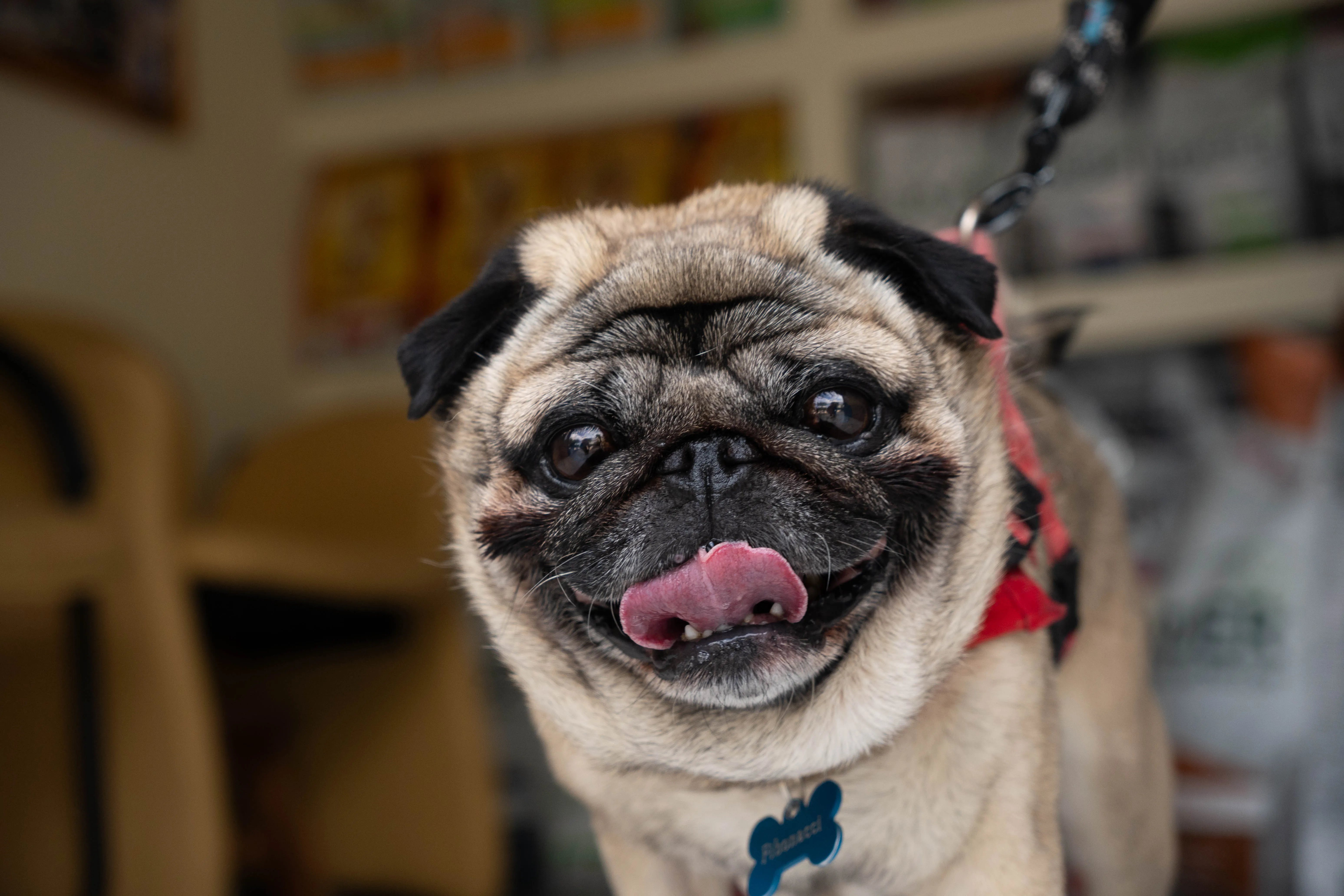 Φωτογραφία σκύλου στο κτηνιατρείο της Εύης Κελεπούρη