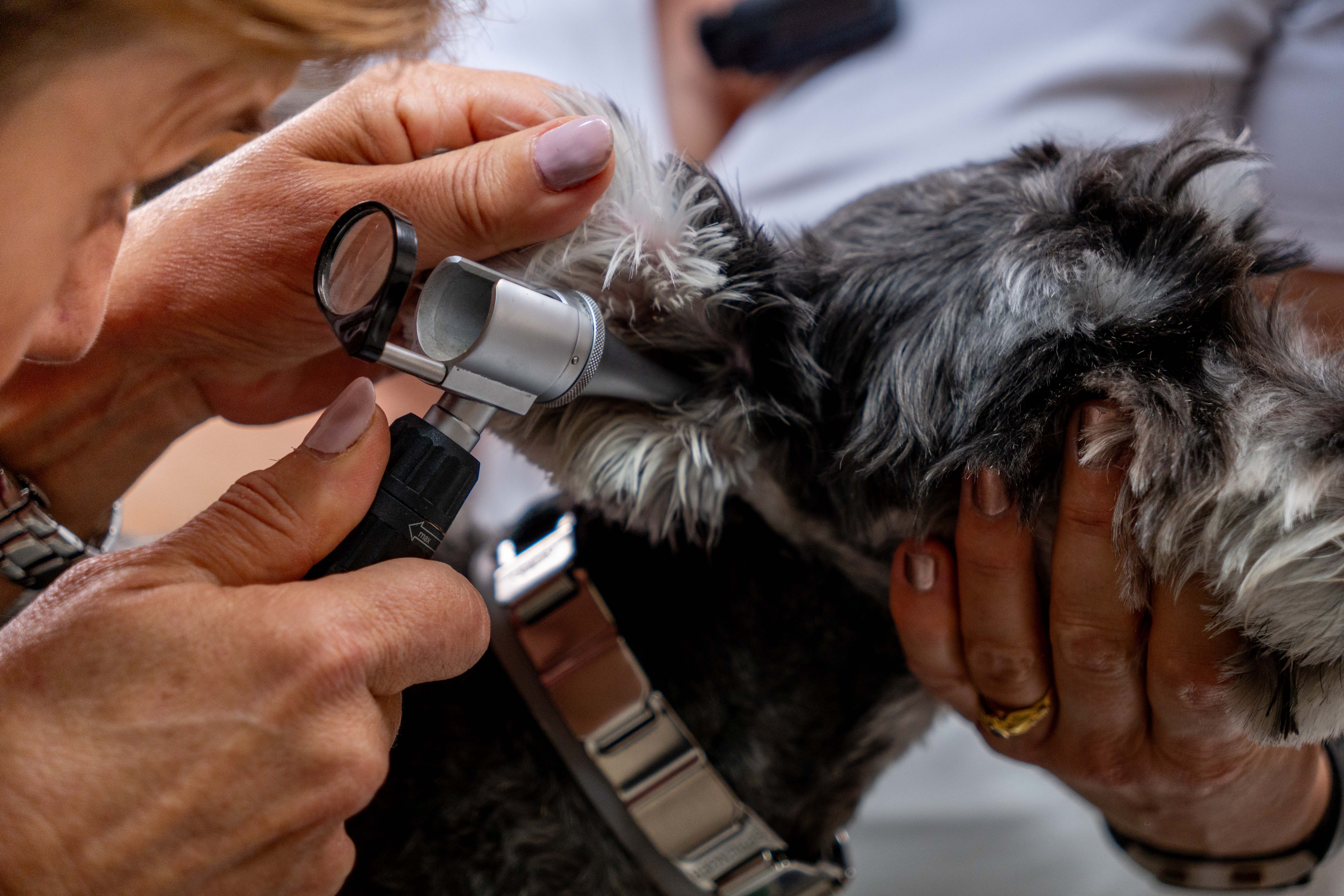 Εικόνα για χειρουργικές επεμβάσεις