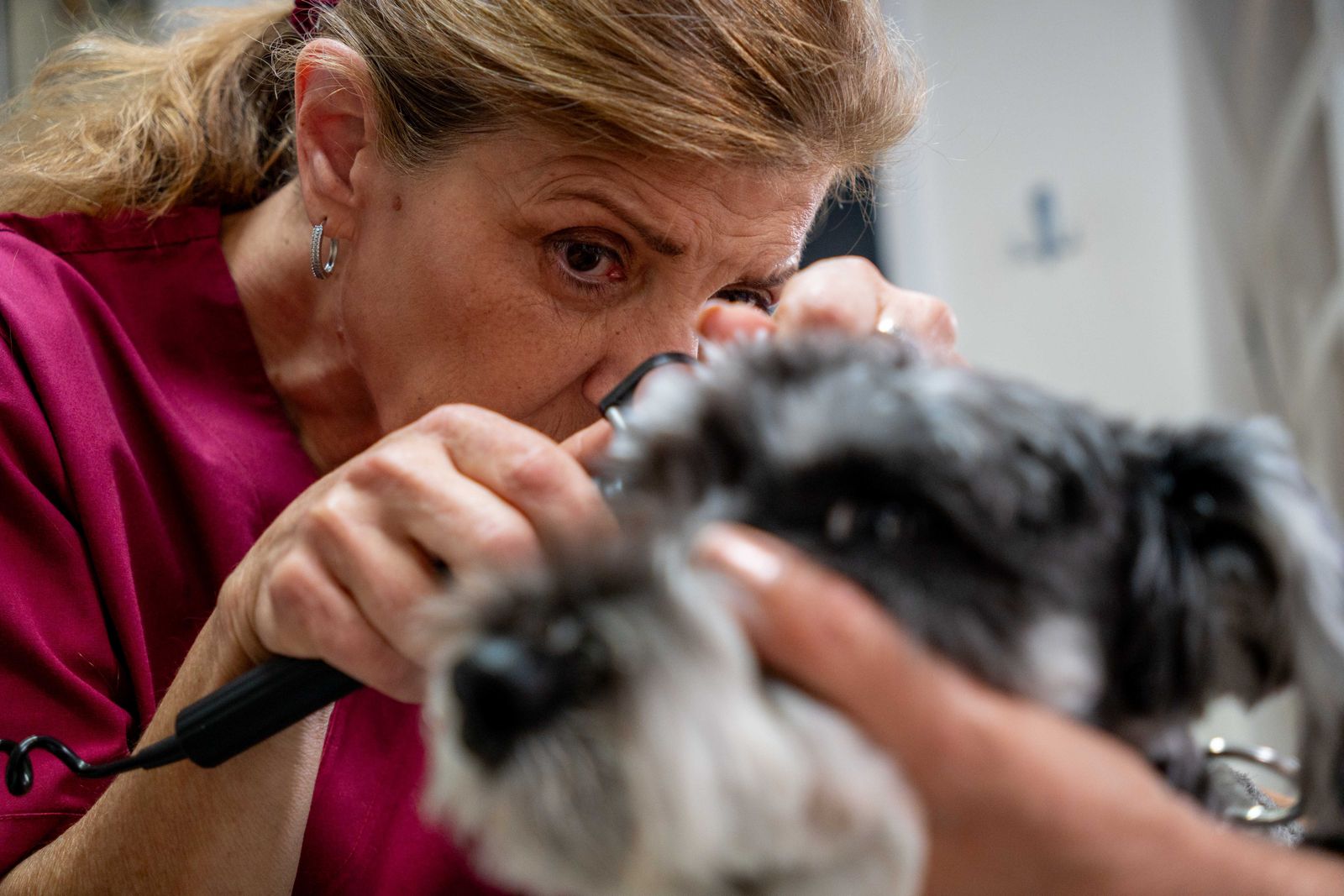 Η κτηνίατρος Εύη Κελεπούρη εξετάζει ένα σκυλάκι