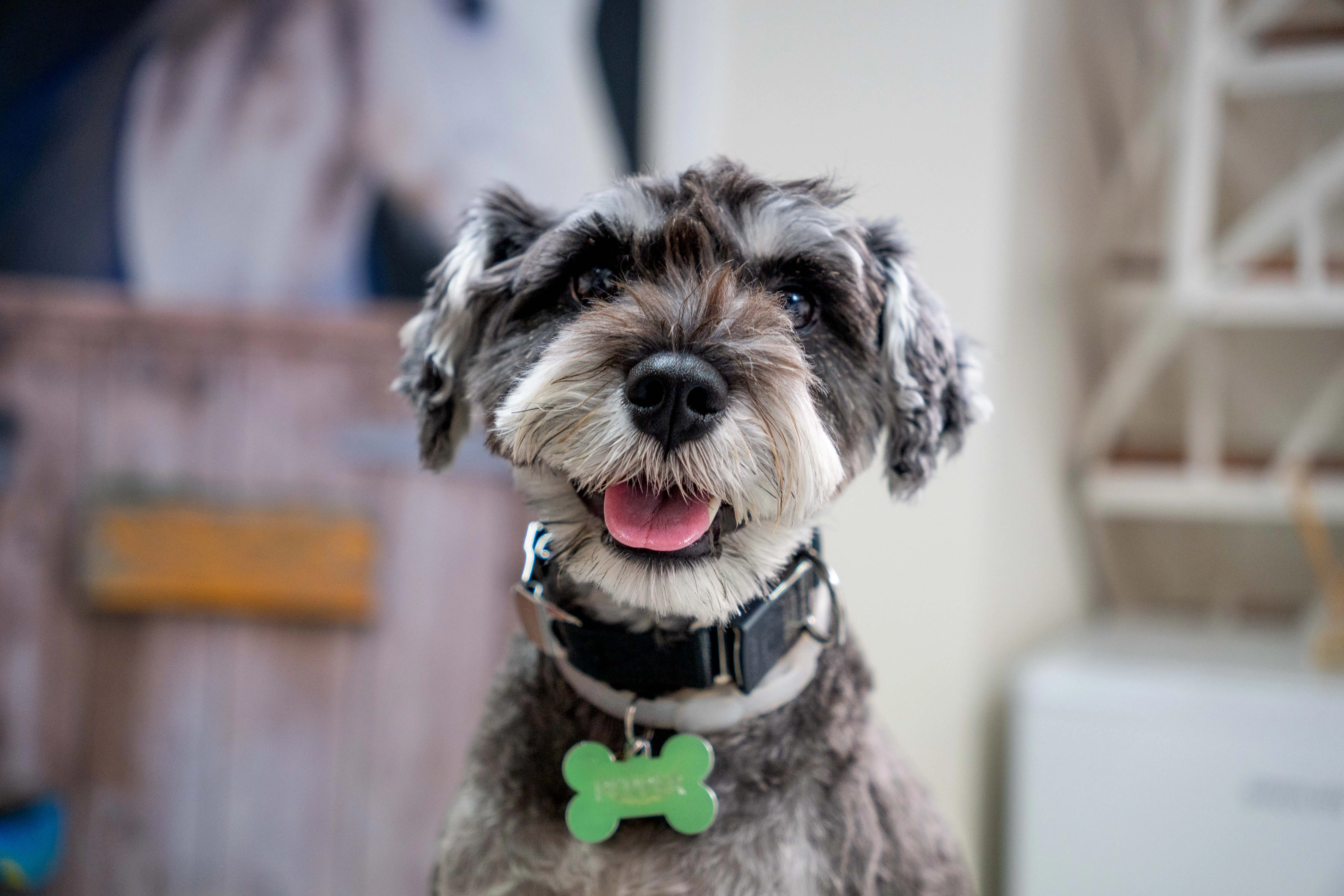 Φωτογραφία σκύλου στο κτηνιατρείο της Εύης Κελεπούρη