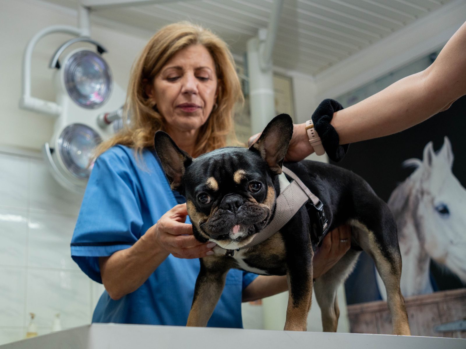 Η κτηνίατρος Εύη Κελεπούρη εξετάζει ένα σκυλάκι