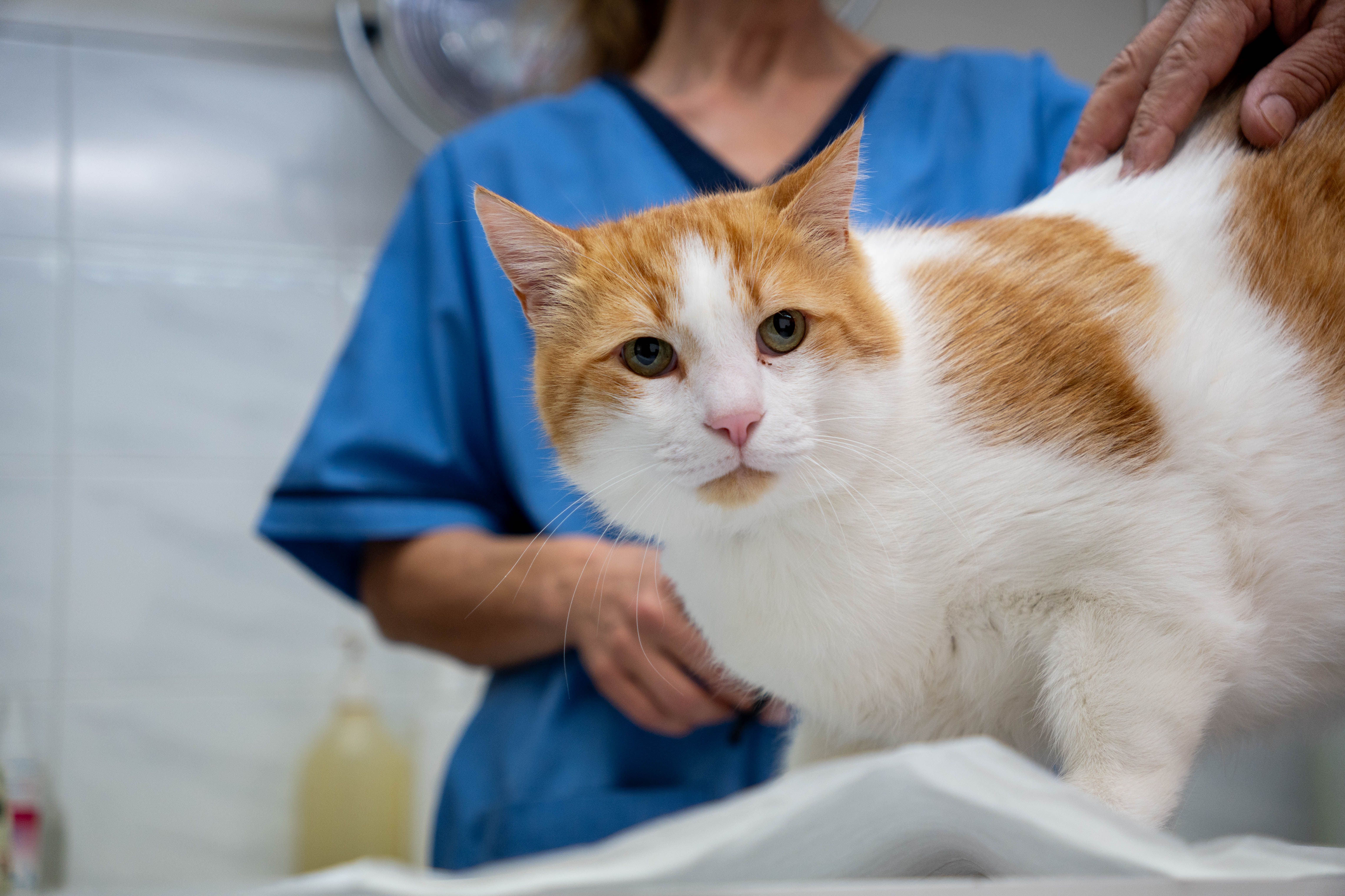 Εικόνα για νοσηλεία