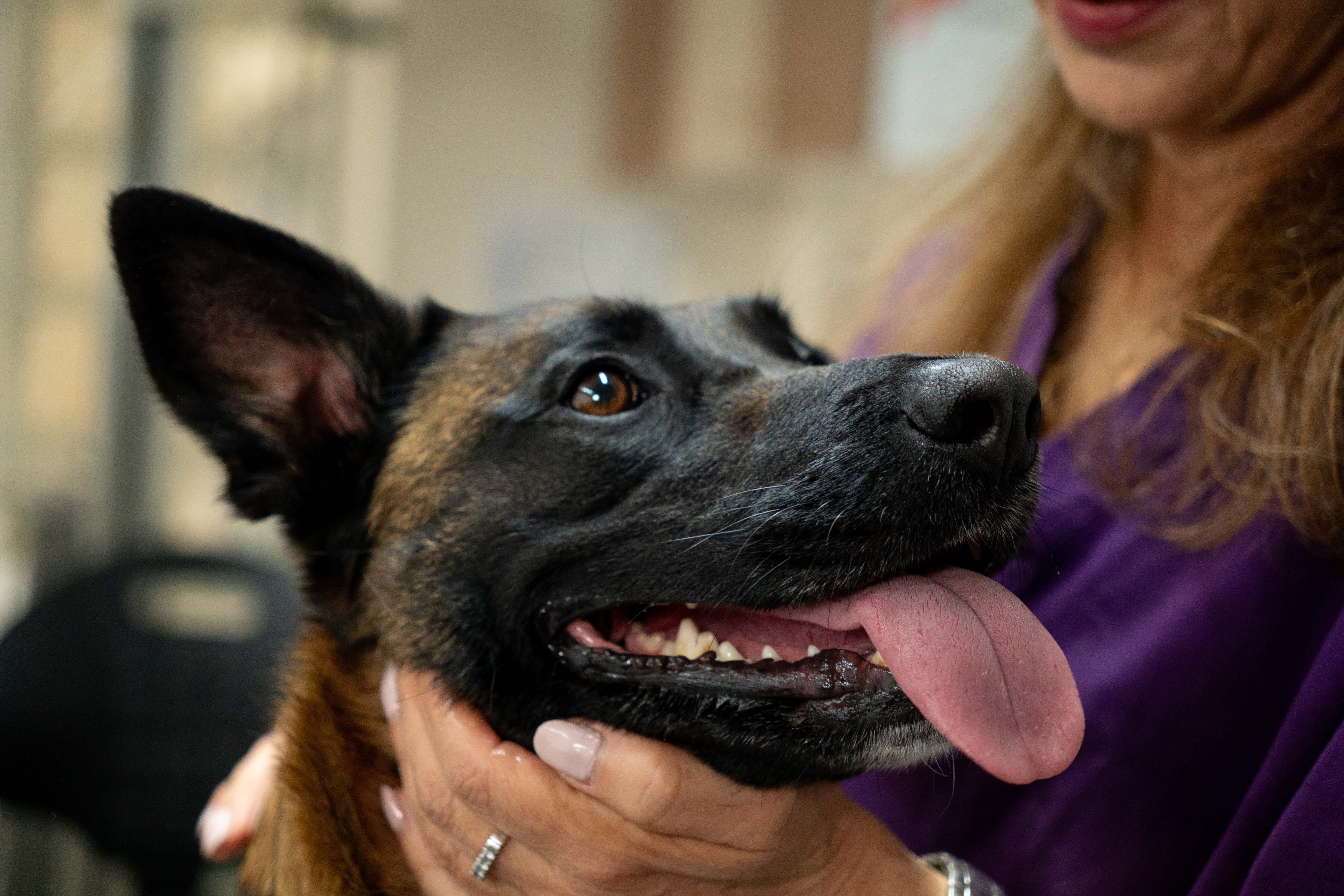 Εικόνα για microchip